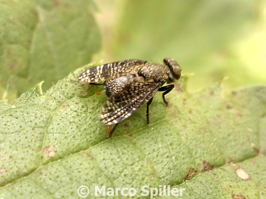 Platystoma parietina ?